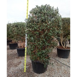 Acca sellowiana (ananas feijoa ou goyave) exemplaire 175/200cm 180L