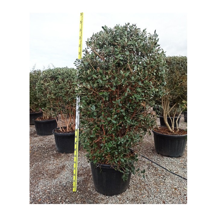 Acca sellowiana (ananas feijoa ou goyave) exemplaire 175/200cm 180L