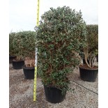 Acca sellowiana (ananas feijoa ou goyave) exemplaire 175/200cm 180L