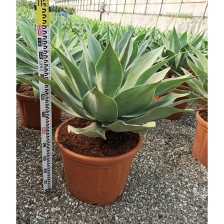 Agave attenuata (exemplaire) 80/100cm 70L