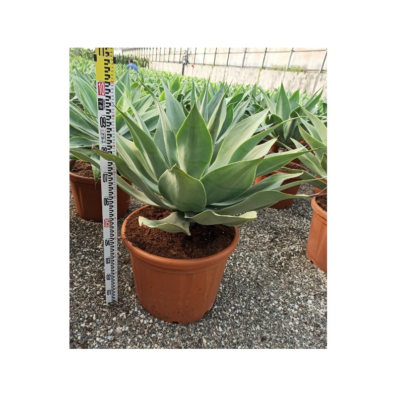 Agave attenuata (exemplaire) 80/100cm 70L