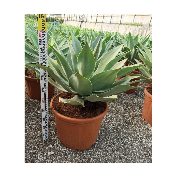 Agave attenuata (exemplaire) 80/100cm 70L