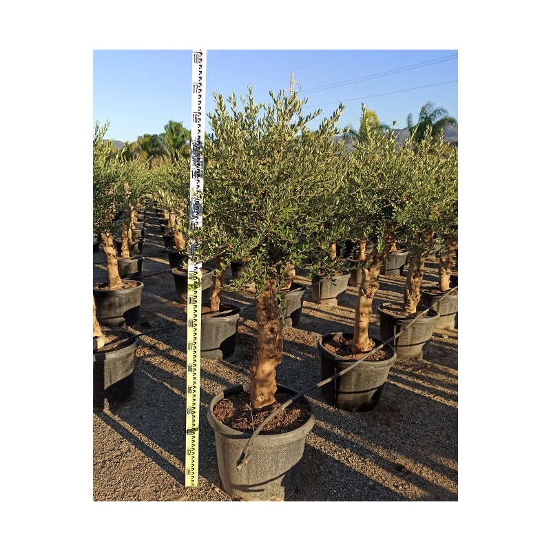 Olea europaea (Oliviers) gros sujets