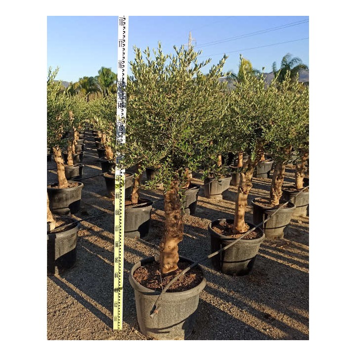 Olea europaea (Oliviers) gros sujets