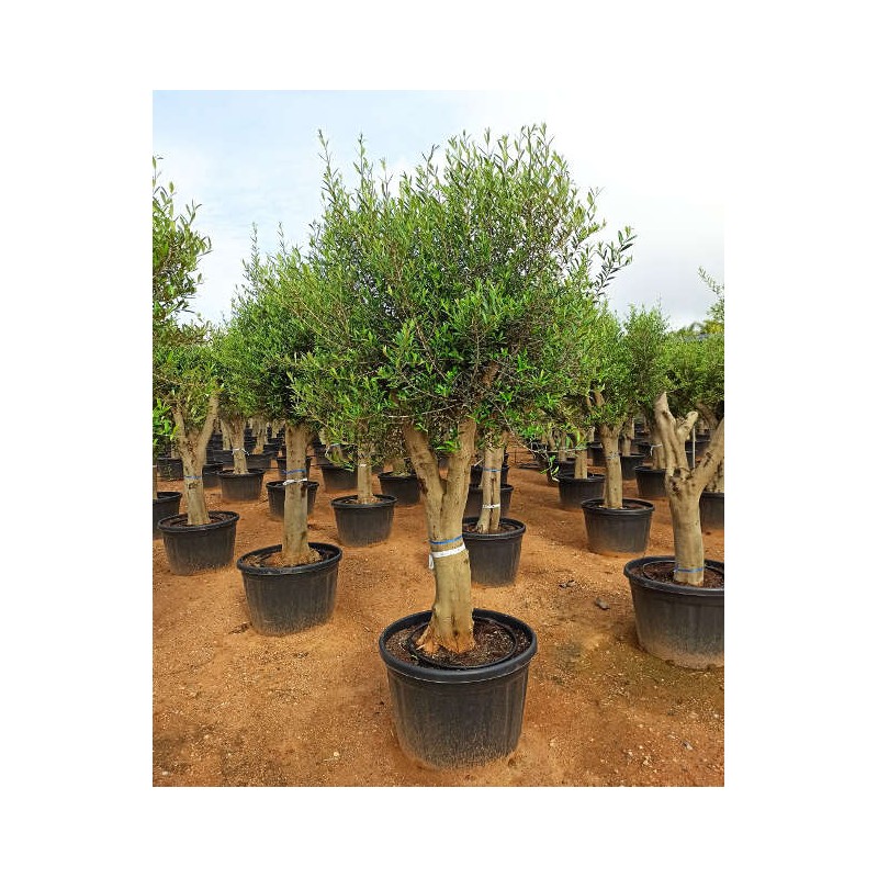 Olea europaea (Oliviers) gros sujets
