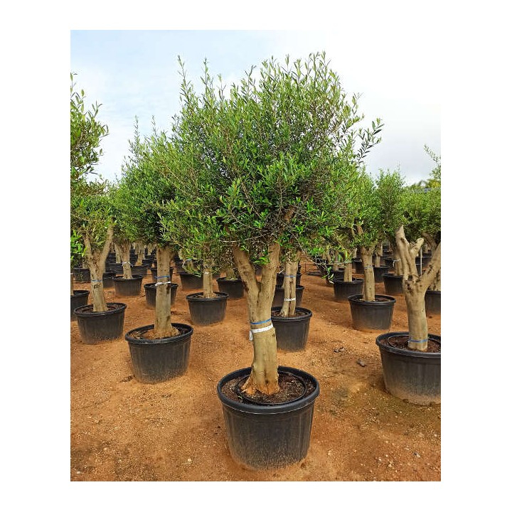 Olea europaea (Oliviers) gros sujets