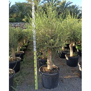 Olea europaea (Oliviers) gros sujets