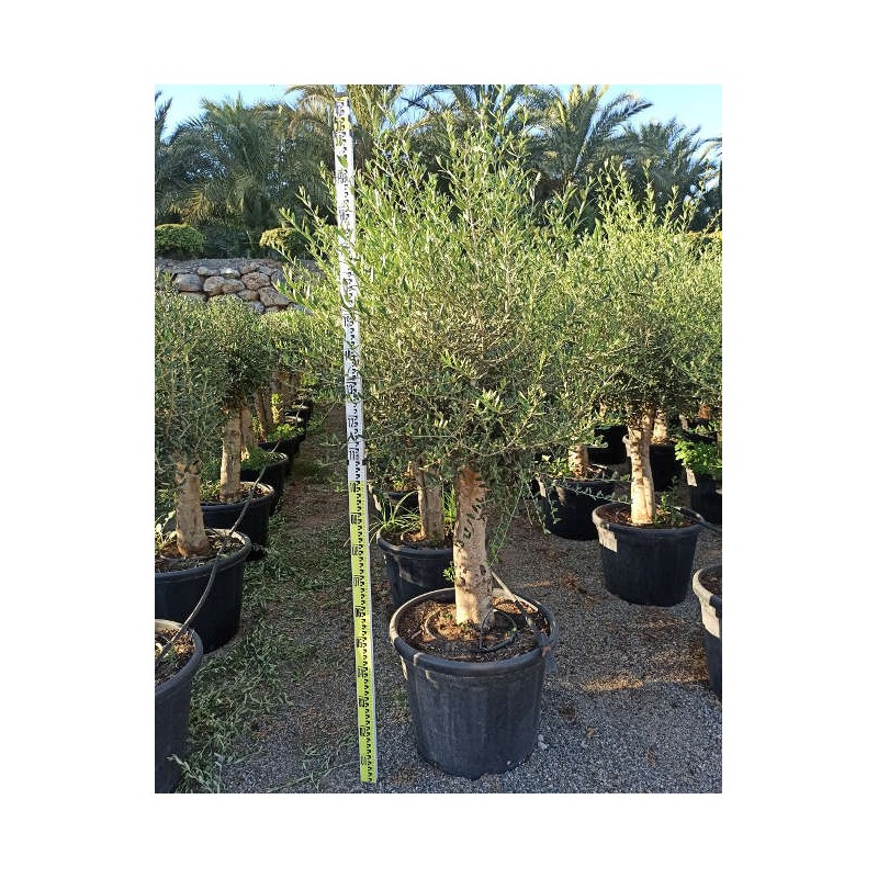 Olea europaea (Oliviers) gros sujets