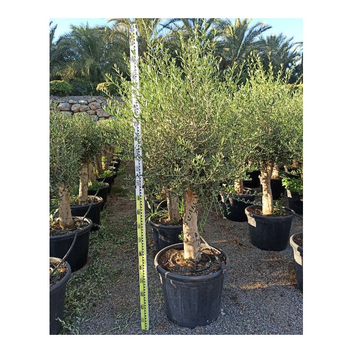Olea europaea (Oliviers) gros sujets