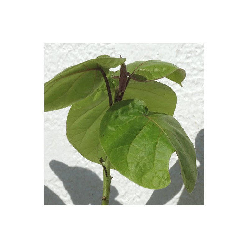 Cyphomandra betacea (Tomates en arbre ou tamarillo))