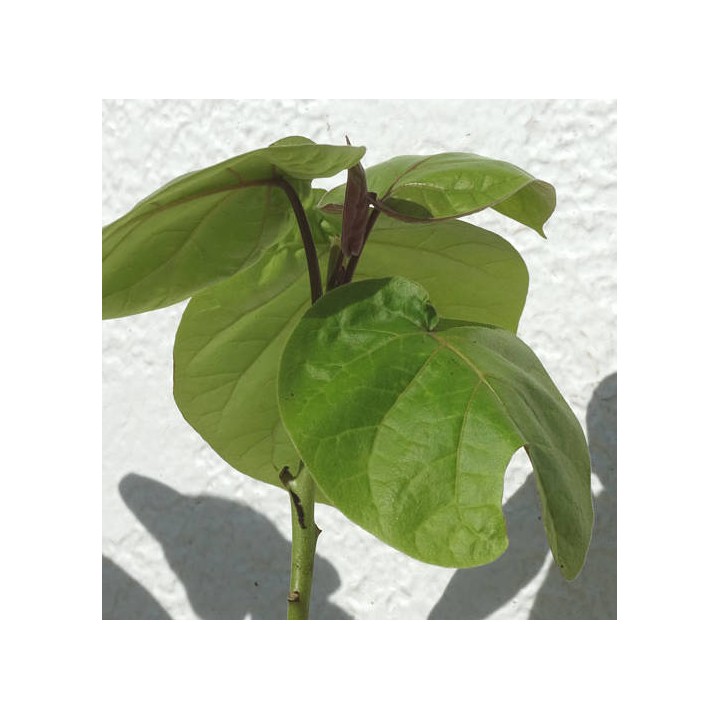 Cyphomandra betacea (Tomates en arbre ou tamarillo))
