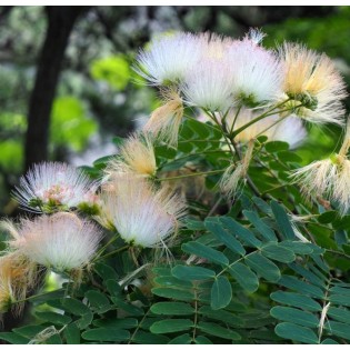 Albizia kalkora (Arbre à soie persane)