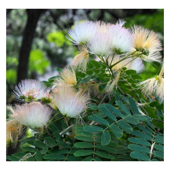 Albizia kalkora (Arbre à soie persane)