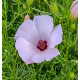 Alyogine ravit pleinement