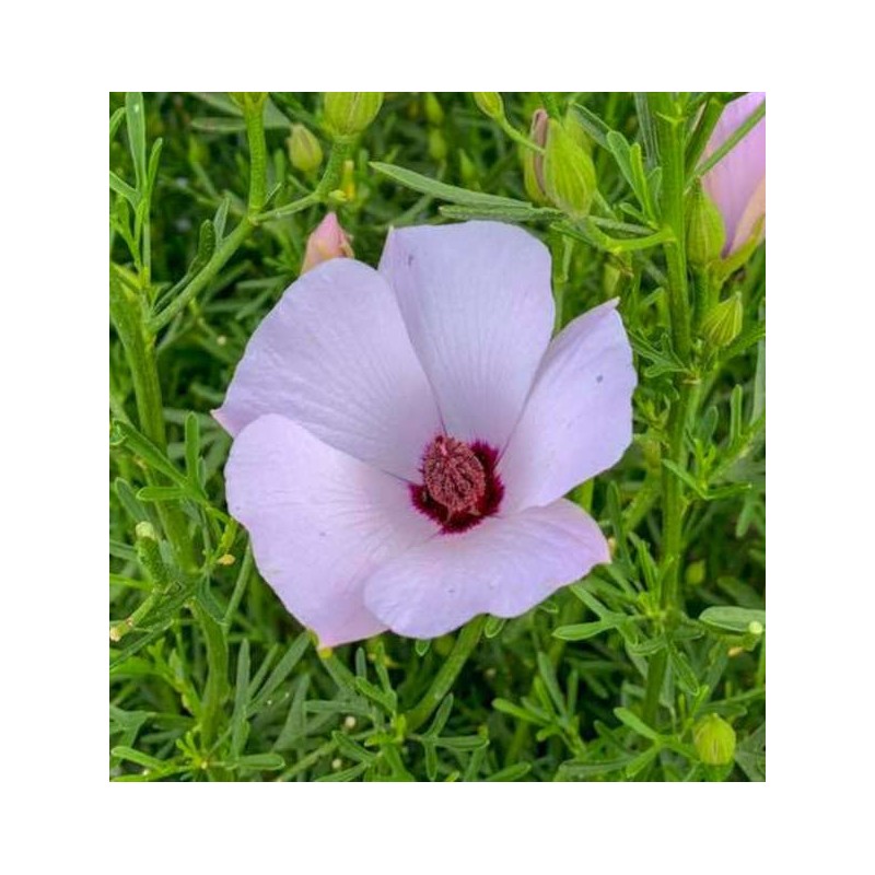 Alyogine ravit pleinement