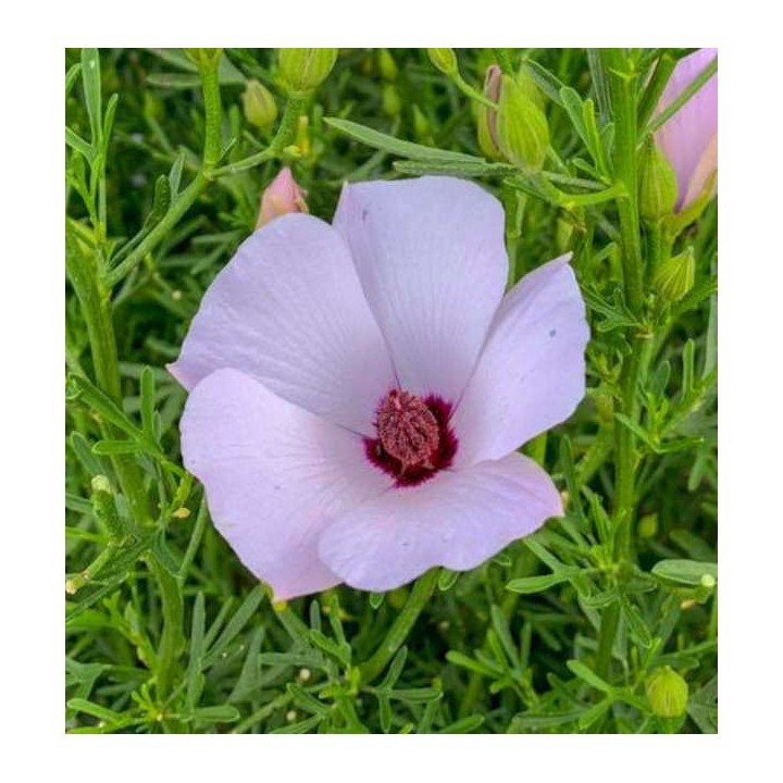 Alyogine ravit pleinement