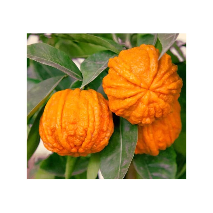 Citrus Corrugato (Hybride entre Orange amère et douce)