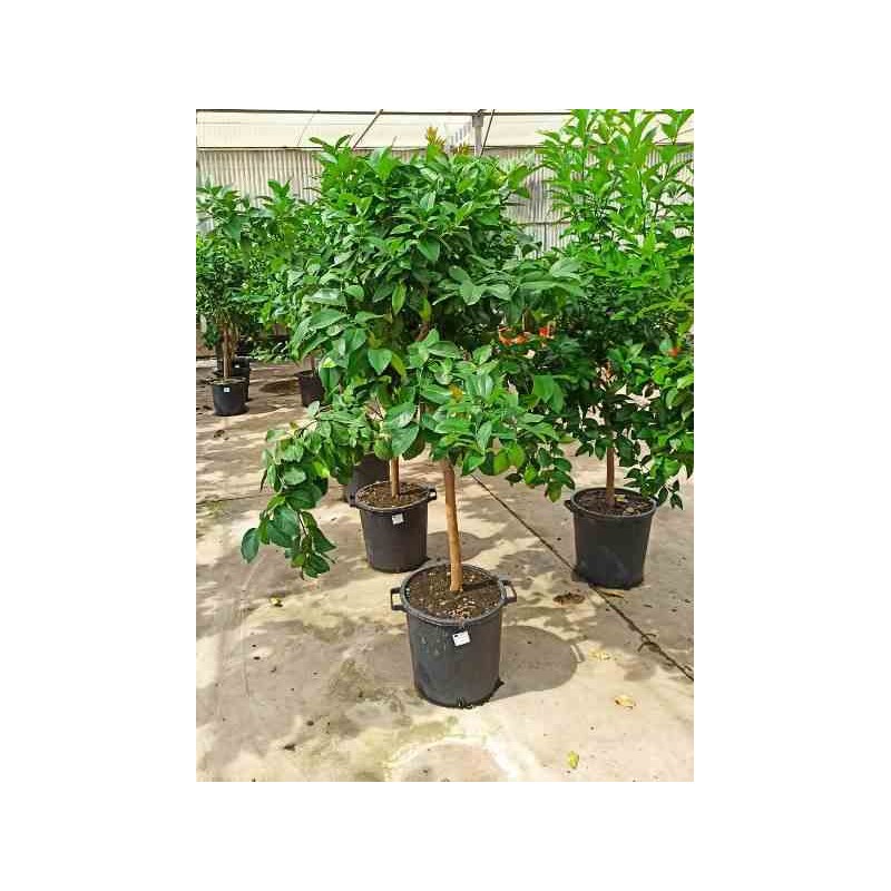 Agrumes limon citronnier