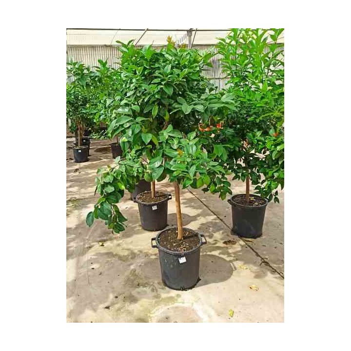 Agrumes limon citronnier