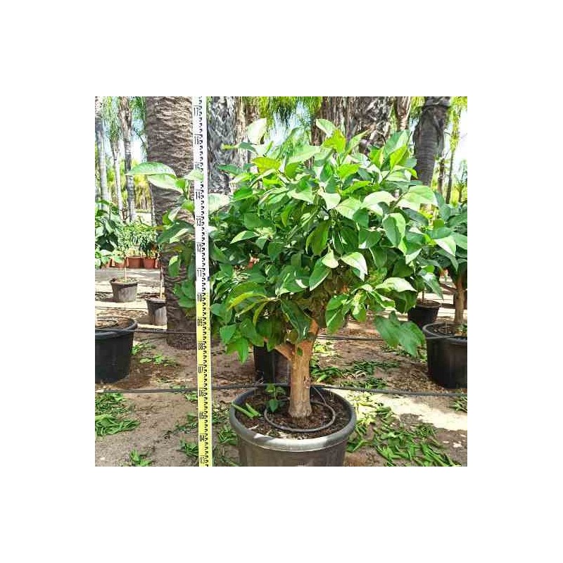 Citrus limon (citronnier)