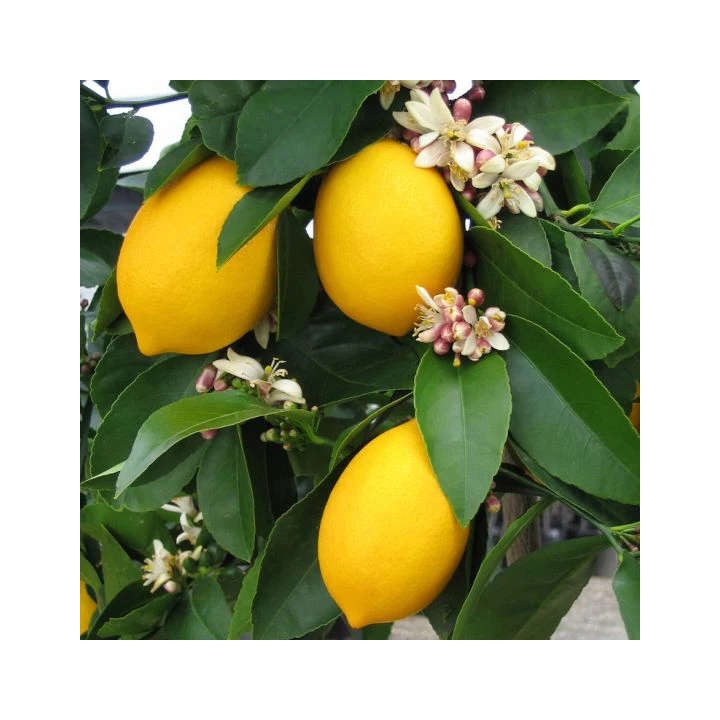Citrus limon var "Meyer"(citronnier réputé)
