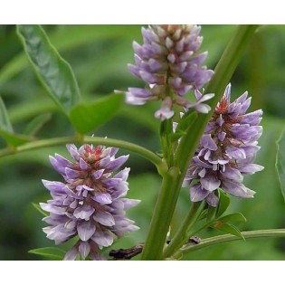 Glycyrrhiza glabra (réglisse)