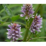 Glycyrrhiza glabra (réglisse)