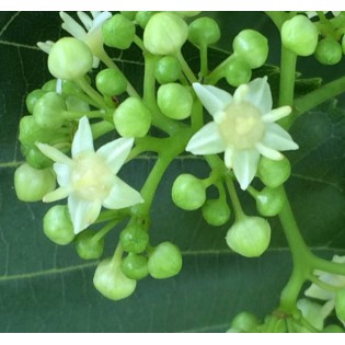 Hovenia dulcis (Raisinier de Chine)