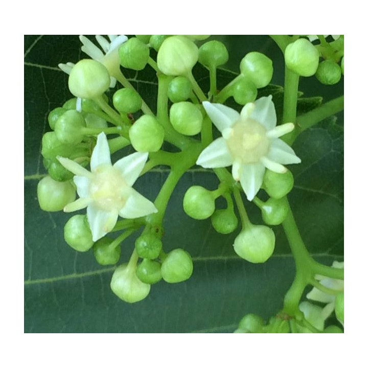 Hovenia dulcis (Raisinier de Chine)