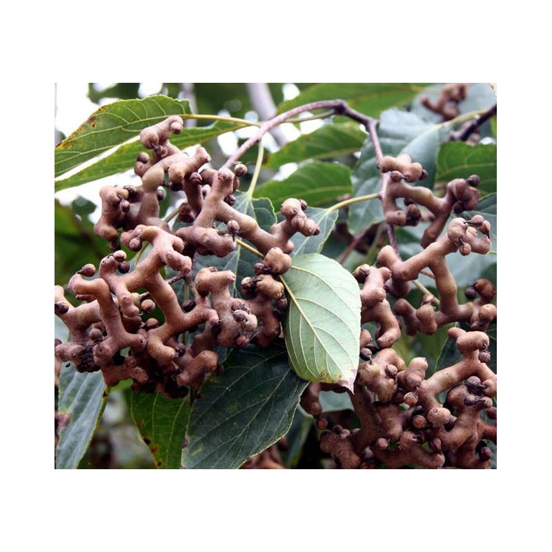 Hovenia dulcis (Raisinier de Chine)