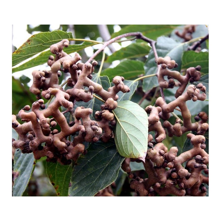Hovenia dulcis (Raisinier de Chine)