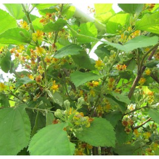 Hovenia dulcis (Raisinier de Chine)