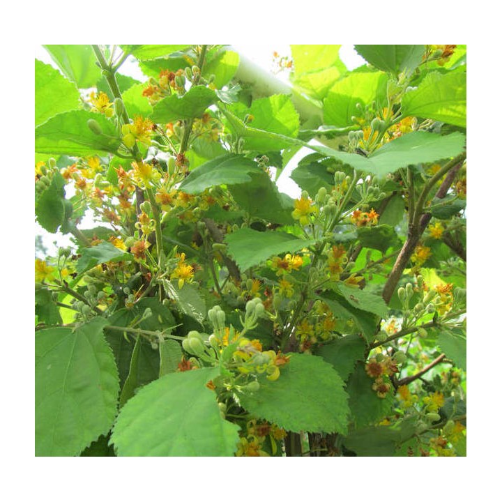 Hovenia dulcis (Raisinier de Chine)