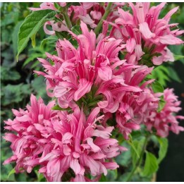 Justicia carnea (Plume brésilienne)