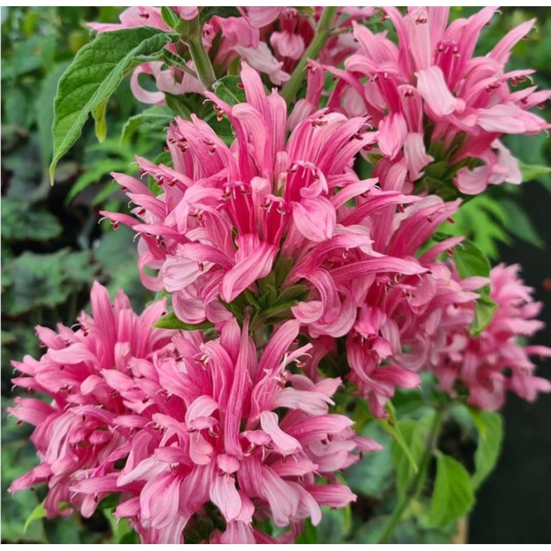 Justicia carnea (Plume brésilienne)