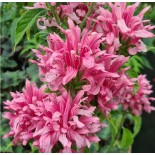 Justicia carnea (Plume brésilienne)