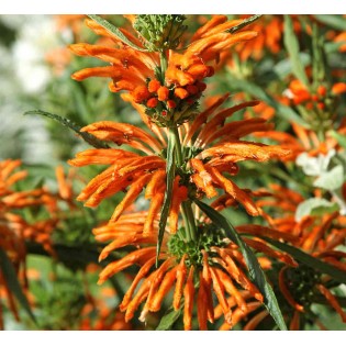 Leonotis leonorus (Queue de lion)