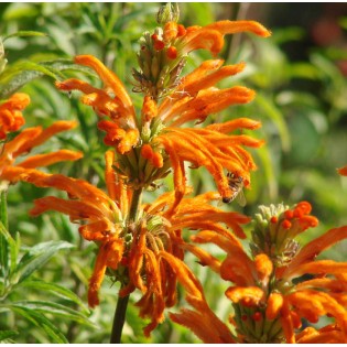 Leonotis leonorus (Queue de lion)