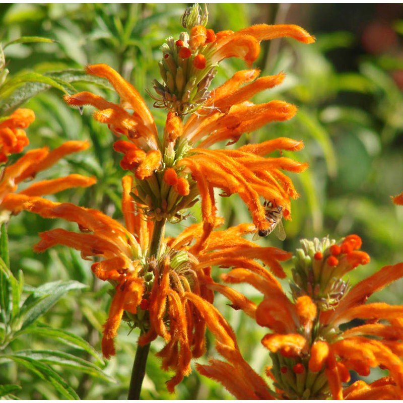Leonotis leonorus (Queue de lion)