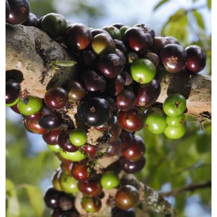 Myrciaria cauliflora (Jaboticaba, Guapuru, Vigne brésilienne)