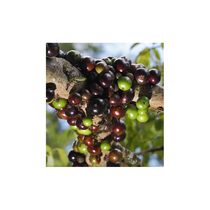 Myrciaria cauliflora (Jaboticaba, Guapuru, Vigne brésilienne)