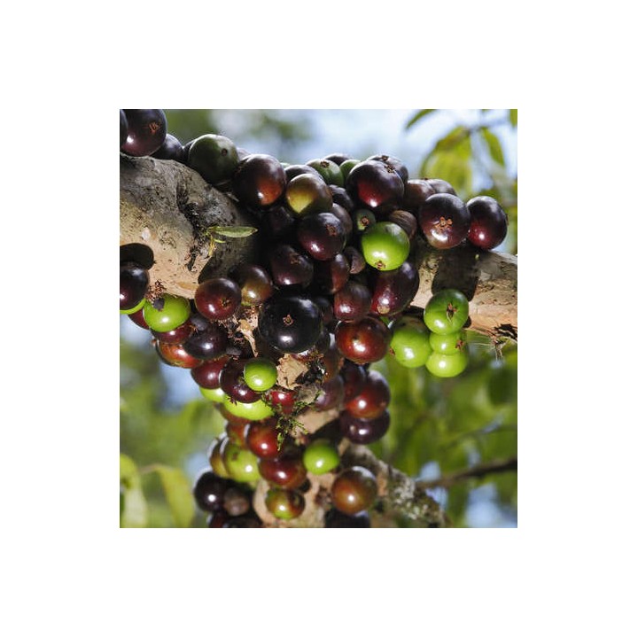 Myrciaria cauliflora (Jaboticaba, Guapuru, Vigne brésilienne)