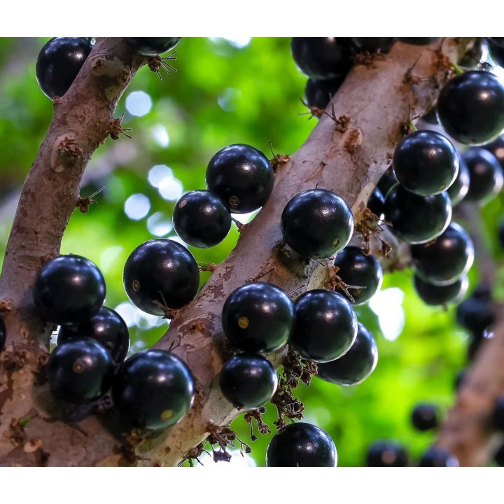 Myrciaria cauliflora (Jaboticaba, Guapuru, Vigne brésilienne)