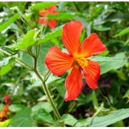 Pavonia miskii (mini Hibiscus)
