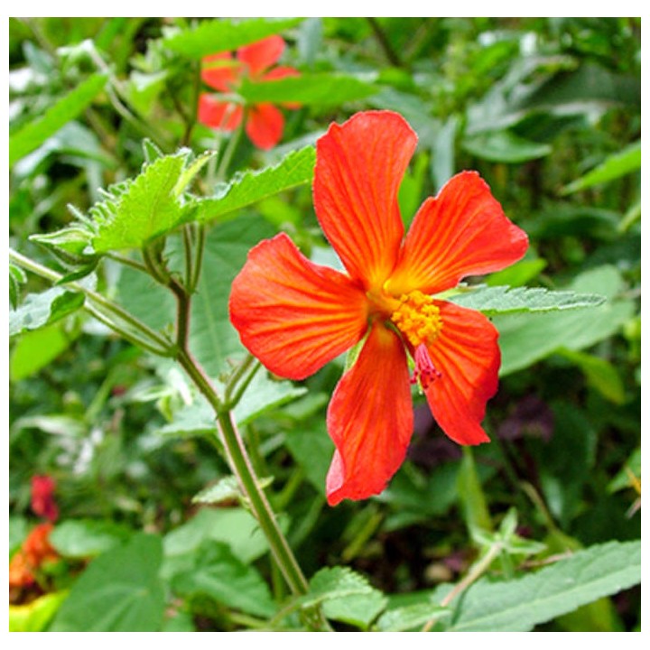 Pavonia miskii (mini Hibiscus)