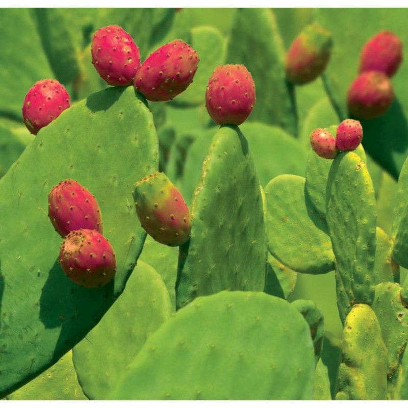 Opuntia ficus indica (Figuier de Barbarie)