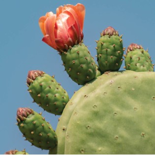 Opuntia ficus indica (Figuier de Barbarie)