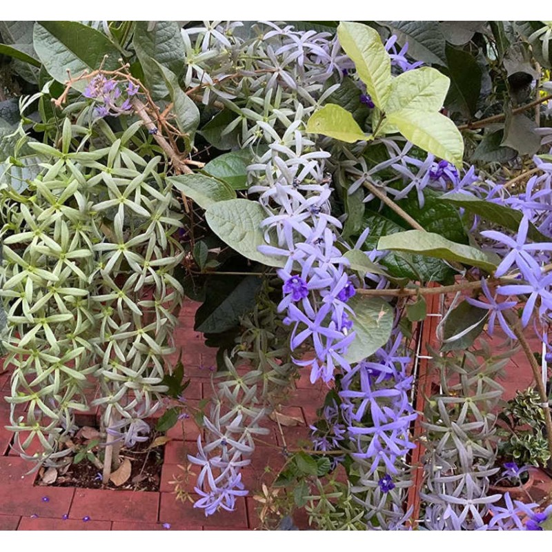 Petrea volubilis (pétré volubile)
