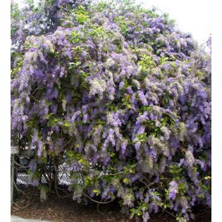 Petrea volubilis (pétré volubile)