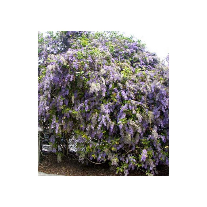 Petrea volubilis (pétré volubile)